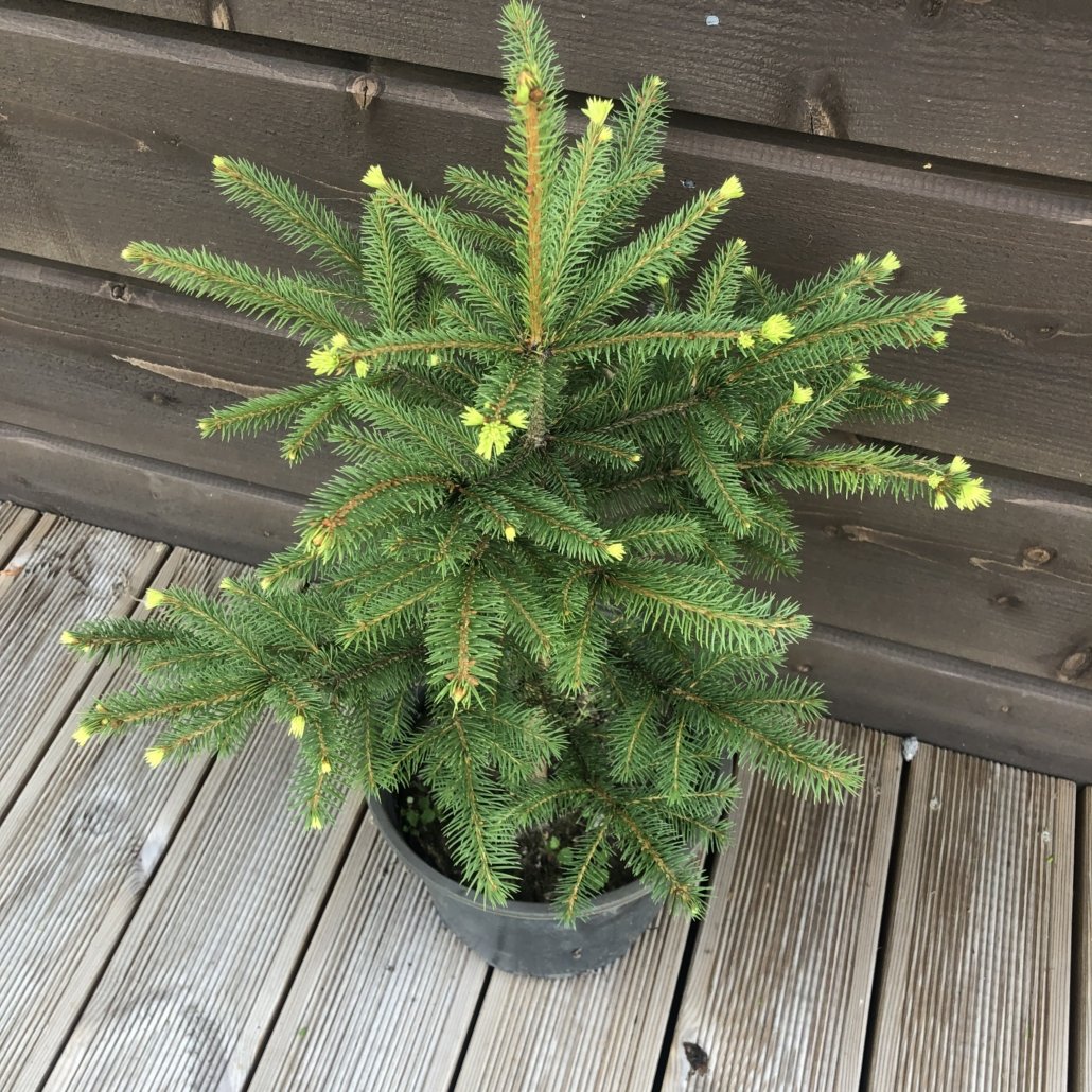Kuusk Picea abies Kuusk Picea abies