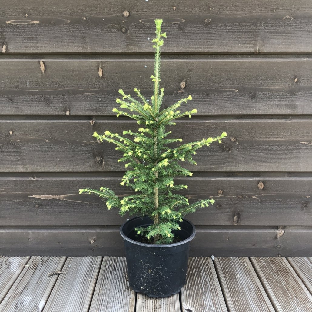 Kuusk picea abies Kuusk picea abies