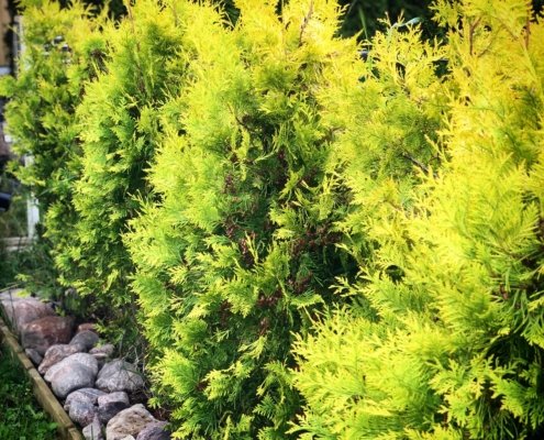 Elupuu 'Yellow Ribbon' Elupuu 'Yellow Ribbon'
