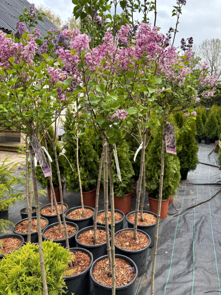 sirelid Elupuu Brabant