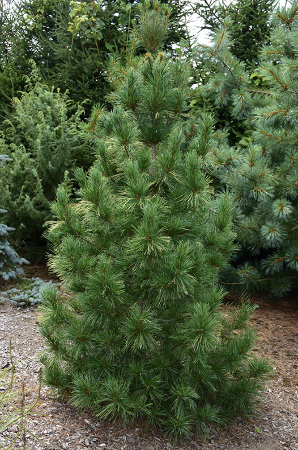 Valge_mänd_fastigiata Elupuu Smaragd