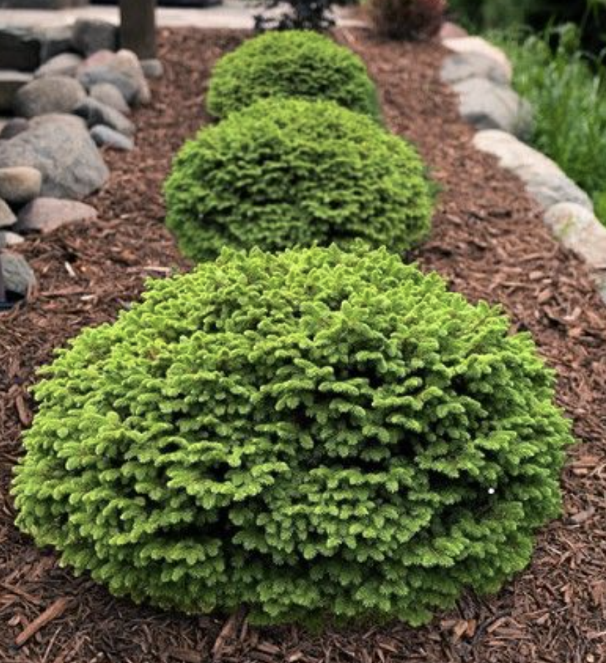 kuusk-little Elupuu Brabant