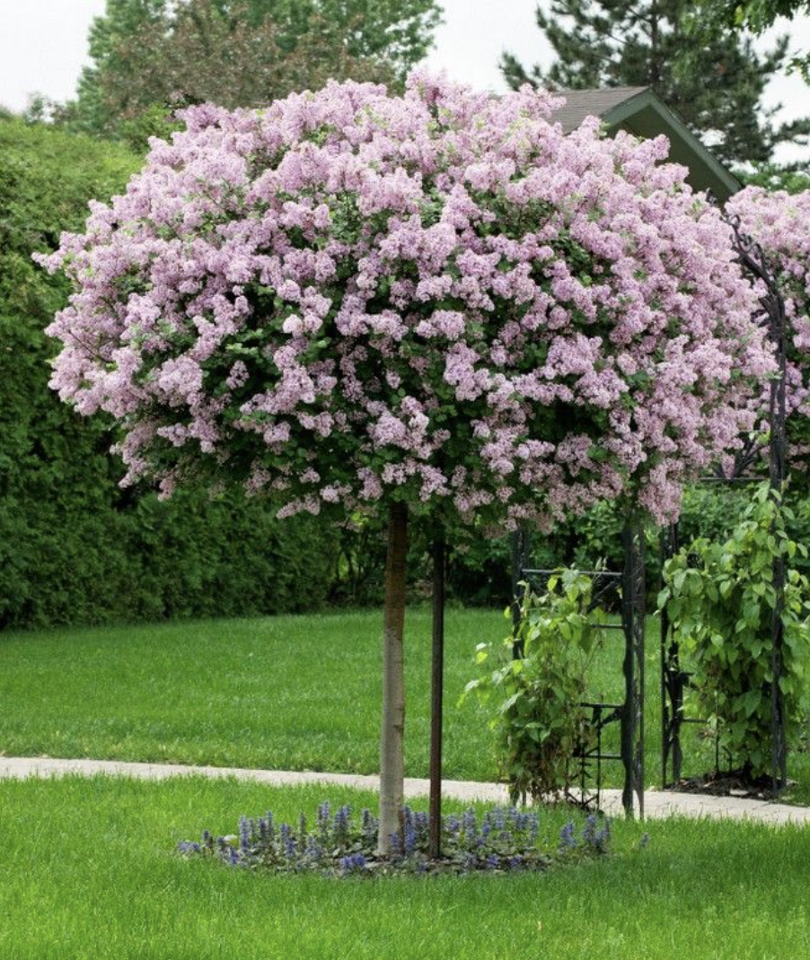 syringa_palibin Elupuu Brabant